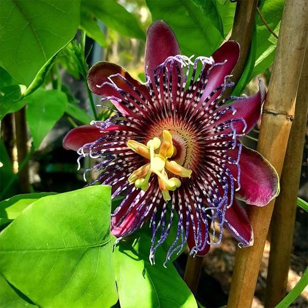 Passiflora Marijké Flowers Red