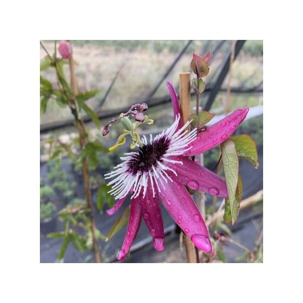 Passiflora Violacea Atropurpurea